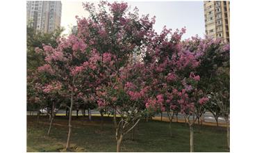 夏秋季節(jié)，錫城首次驚現(xiàn)紫薇花開美景